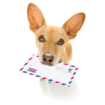 postman chihuahua dog delivering a big white blank empty envelope, with boxes and packages