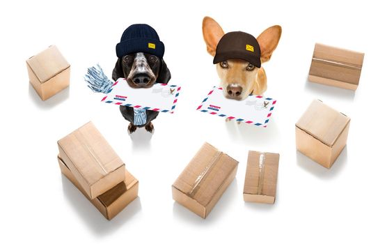 postman  dachshund sausage dog delivering a big white blank empty envelope, with boxes and packages