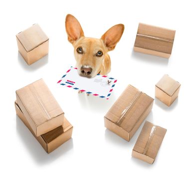 postman chihuahua dog delivering a big white blank empty envelope, with boxes and packages