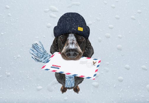 postman  dachshund sausage dog delivering a big white blank empty envelope, with boxes and packages , rain and  snow winter