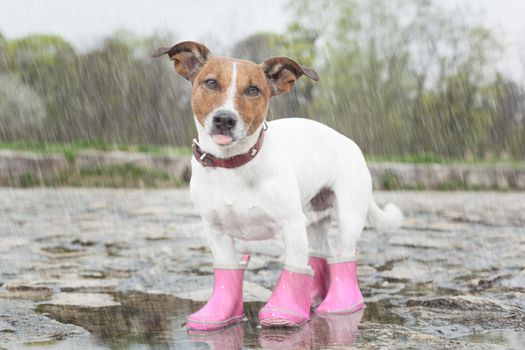 dog wearing pink rubber boots inside a puddle  sticking out  the tongue