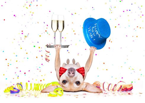 chihuahua dog celebrating with champagne and a blue happy new year hat lying upside down, isolated on white  on new years eve