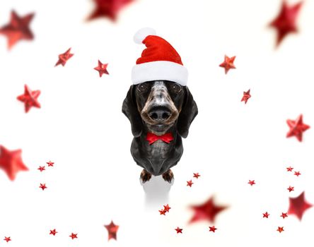 christmas santa claus dachshund sausage dog as a holiday season surprise  with red hat , isolated on white background with stars falling