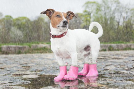 dog wearing pink rubber boots inside a puddle