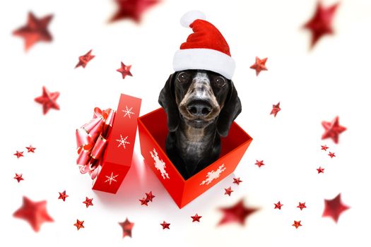 christmas santa claus dachshund sausage dog as a holiday season surprise out of a gift or present box  with red hat , isolated on white background with stars falling