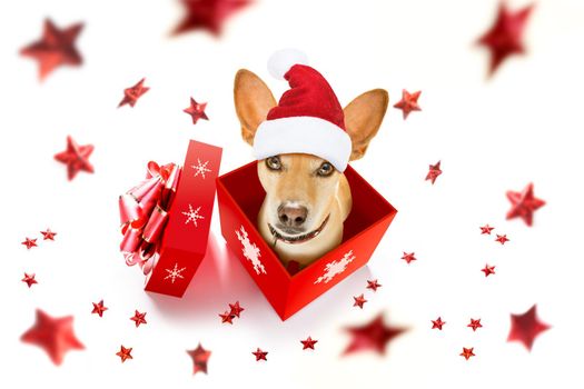 christmas santa claus chihuahua dog as a holiday season surprise out of a gift or present box  with red hat , isolated on white background with stars falling