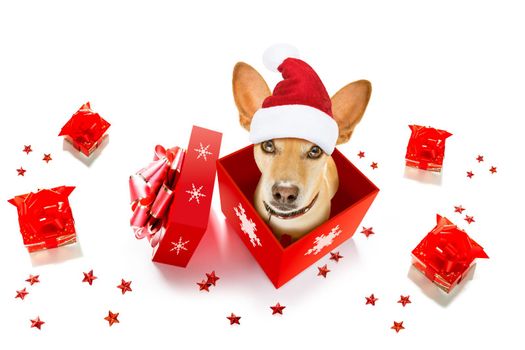 christmas santa claus chihuahua dog as a holiday season surprise out of a gift or present box  with red hat , isolated on white background with stars falling