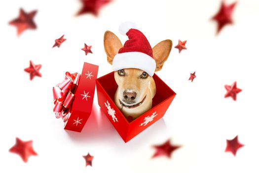 christmas santa claus chihuahua dog as a holiday season surprise out of a gift or present box  with red hat , isolated on white background with stars falling