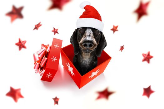 christmas santa claus dachshund sausage dog as a holiday season surprise out of a gift or present box  with red hat , isolated on white background with stars falling