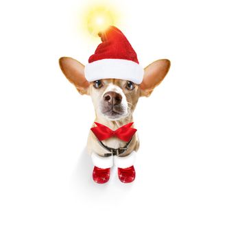 christmas santa claus chihuahua dog as a holiday season surprise  with red hat , isolated on white background