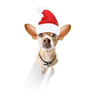 christmas santa claus chihuahua dog as a holiday season surprise  with red hat , isolated on white background