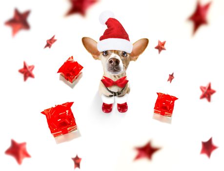 christmas santa claus chihuahua dog as a holiday season surprise  with red hat , isolated on white background with stars falling