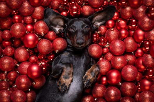 dachsund sausage dog  as santa claus  for christmas holidays resting on a xmas balls baubles as background