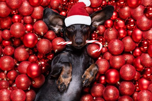 dachsund sausage dog  as santa claus  for christmas holidays resting on a xmas balls baubles as background with candy cane stick