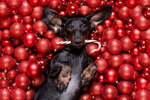 dachsund sausage dog  as santa claus  for christmas holidays resting on a xmas balls baubles as background with candy cane stick