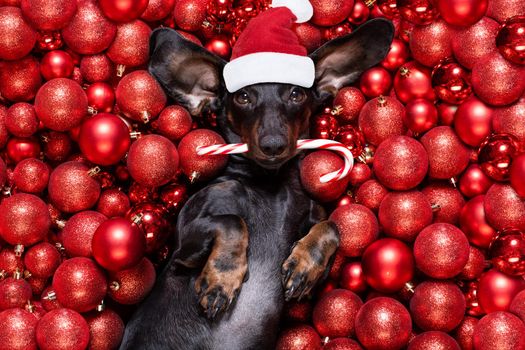 dachsund sausage dog  as santa claus  for christmas holidays resting on a xmas balls baubles as background with candy cane stick