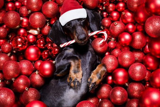 dachsund sausage dog  as santa claus  for christmas holidays resting on a xmas balls baubles as background with candy cane stick