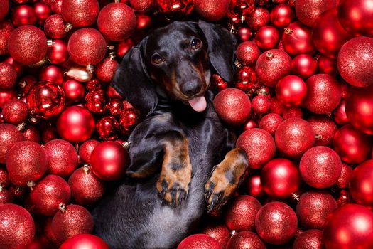 dachsund sausage dog  as santa claus  for christmas holidays resting on a xmas balls baubles as background