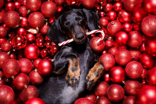 dachsund sausage dog  as santa claus  for christmas holidays resting on a xmas balls baubles as background with candy cane stick