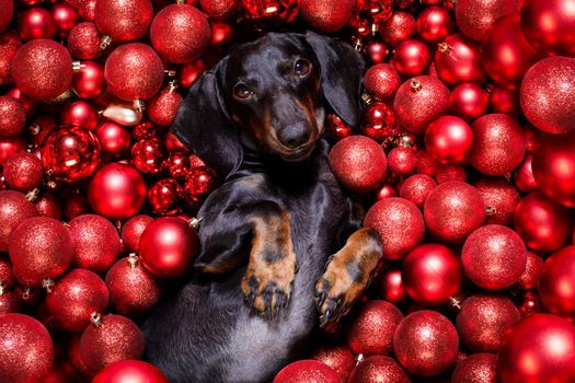 dachsund sausage dog  as santa claus  for christmas holidays resting on a xmas balls baubles as background