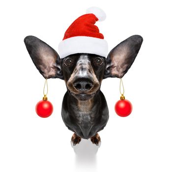 dachsund sausage dog  as santa claus  for christmas holidays resting on a xmas balls baubles hanging from ears