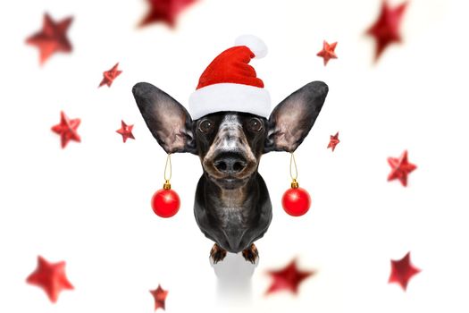 dachsund sausage dog  as santa claus  for christmas holidays resting on a xmas balls baubles hanging from ears