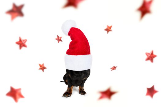 christmas santa claus dachshund sausage dog as a holiday season surprise out of a gift or present box  with red hat , isolated on white background with stars falling