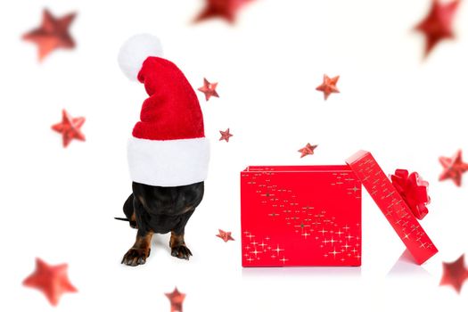 christmas santa claus dachshund sausage dog as a holiday season surprise out of a gift or present box  with red hat , isolated on white background with stars falling