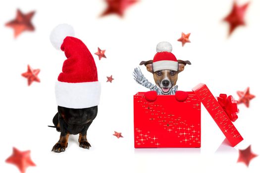 christmas santa claus dachshund sausage dog as a holiday season surprise out of a gift or present box  with red hat , isolated on white background with stars falling