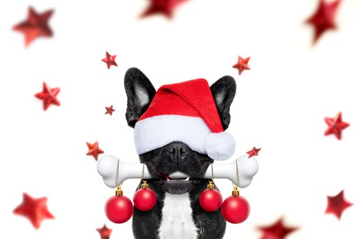 christmas santa claus french bulldog dog as a holiday season surprise out of a gift or present box  with red hat , isolated on white background with stars falling