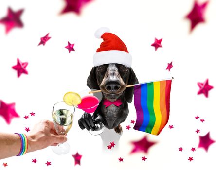 gay queer dacshhund dog celebrating new years eve with owner ,isolated on fallimng christmas stars