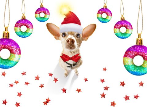 gay lgbt chihuahua  dog  as santa claus  for christmas holidays resting on a xmas balls baubles hanging