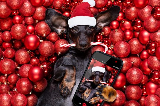dachsund sausage dog  as santa claus  for christmas holidays resting on a xmas balls baubles as background taking a selfie with smartphone snapshot