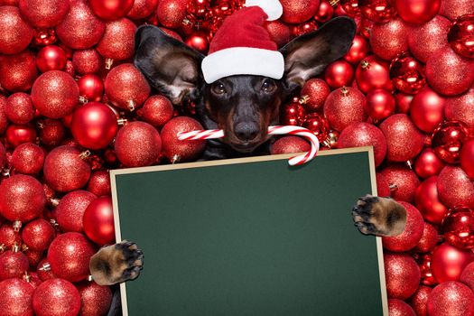 dachsund sausage dog  as santa claus  for christmas holidays resting on a xmas balls baubles as background holding a  present gift or banner blackboard poster