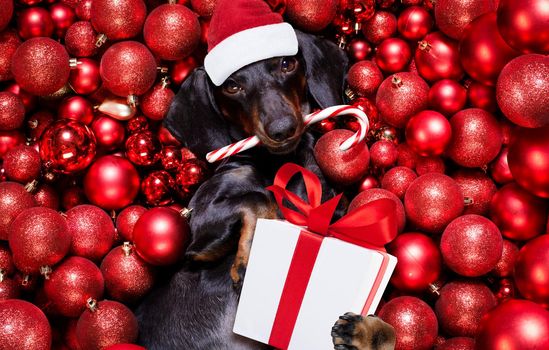 dachsund sausage dog  as santa claus  for christmas holidays resting on a xmas balls baubles as background holding a  present gift or banner blackboard poster