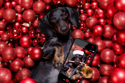 dachsund sausage dog  as santa claus  for christmas holidays resting on a xmas balls baubles as background with candy cane stick