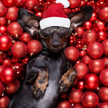 dachsund sausage dog  as santa claus  for christmas holidays resting on a xmas balls baubles as background wearing  reading glasses