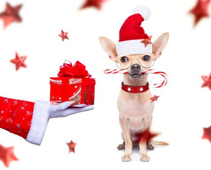 christmas santa claus chihuahua dog as a holiday season surprise out of a gift or present box  with red hat , isolated on white background with stars falling and noel hand