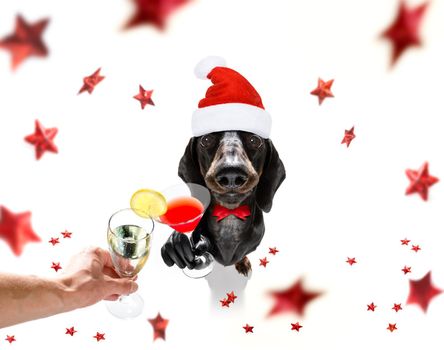 dacshhund dog celebrating new years eve with owner ,isolated on fallimng christmas stars, cheers