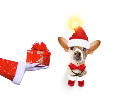 christmas santa claus chihuahua dog as a holiday season surprise out of a gift or present box  with red hat , isolated on white background with stars falling and noel hand