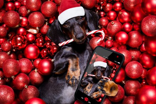 dachsund sausage dog  as santa claus  for christmas holidays resting on a xmas balls baubles as background taking a selfie with smartphone snapshot