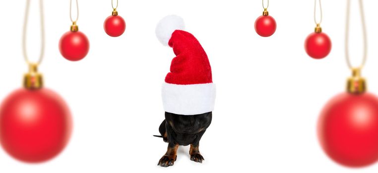 christmas santa claus dachshund sausage dog as a holiday season surprise bauble  hanging with red hat , isolated on white