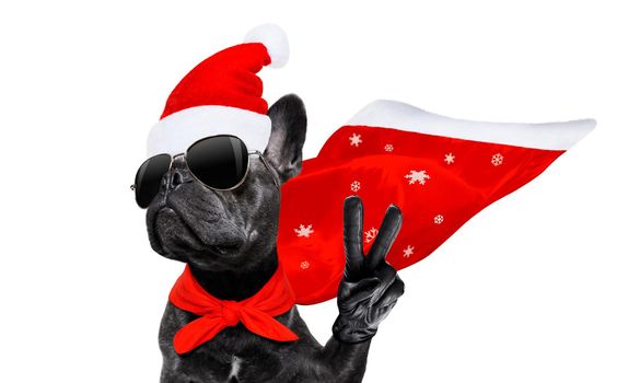christmas santa claus french bulldog dog as a holiday season surprise out of a gift or present box  with red hat , isolated on white background with stars falling and noel hand