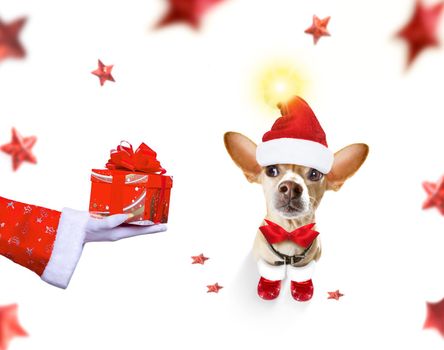 christmas santa claus chihuahua dog as a holiday season surprise out of a gift or present box  with red hat , isolated on white background with stars falling and noel hand