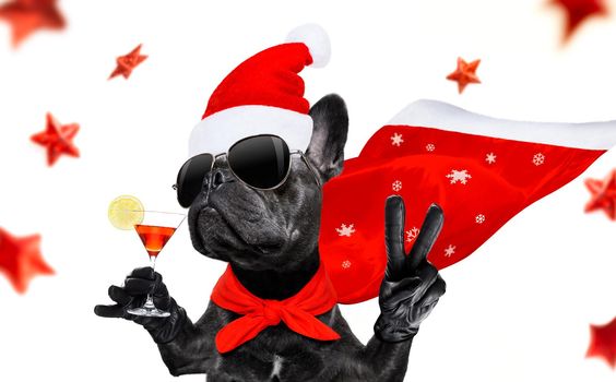 christmas santa claus french bulldog dog as a holiday season surprise out of a gift or present box  with red hat , isolated on white background with stars falling and noel hand