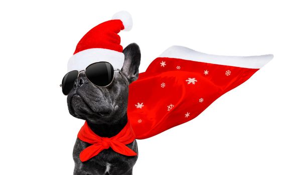 christmas santa claus french bulldog dog as a holiday season surprise out of a gift or present box  with red hat , isolated on white background with stars falling and noel hand