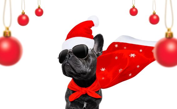 christmas santa claus french bulldog dog as a holiday season surprise out of a gift or present box  with red hat , isolated on white background with stars falling and noel hand