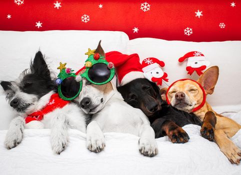 christmas santa claus row and group of  dogs as a holiday season sleeping hangover, rest relax, cuddle and embracing  with hug