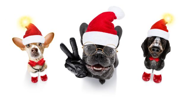 christmas  santa claus gropu row of dogs isolated on white background,  with   funny  red holidays hat