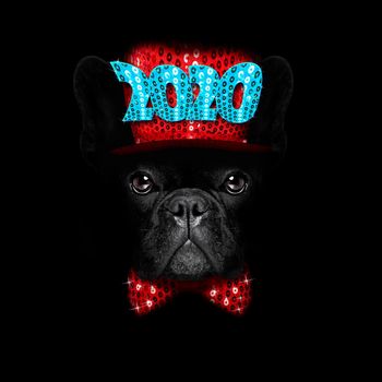 dog celebrating new years eve with 2020 hta isolated on black  background